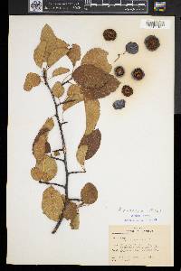 Malus coronaria image
