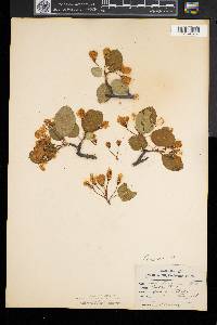 Malus coronaria image