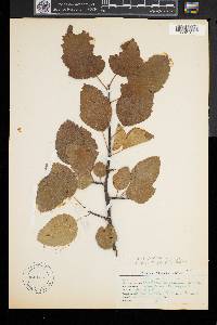 Malus coronaria image