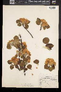 Malus coronaria image