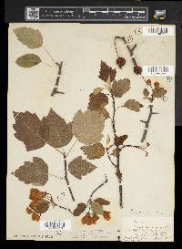 Malus coronaria image
