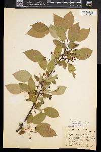 Malus floribunda image