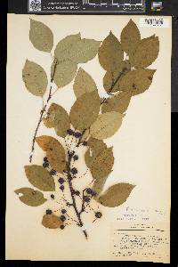 Malus floribunda image