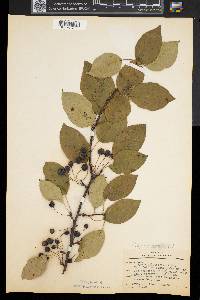 Malus floribunda image