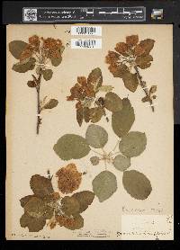 Malus pumila image