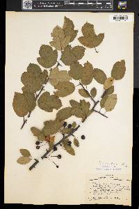 Malus toringo image