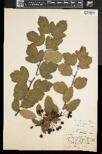 Malus toringo image