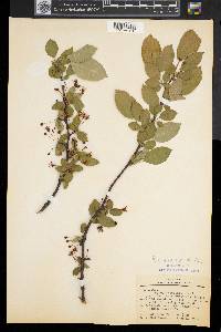 Malus toringo image
