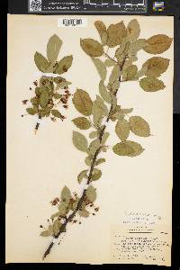 Malus toringo image