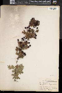 Crataegus monogyna image