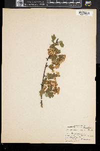Crataegus monogyna image