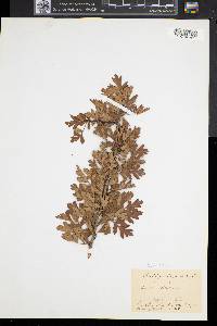 Crataegus monogyna image