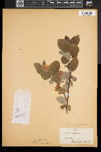 Cydonia oblonga image