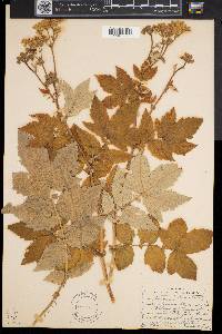 Filipendula ulmaria image