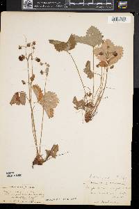 Fragaria vesca image