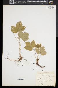 Fragaria vesca image