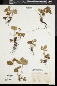 Fragaria vesca image