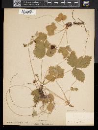 Fragaria vesca image