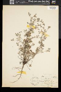 Potentilla argentea image