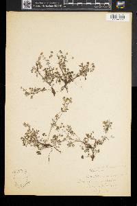 Potentilla argentea image