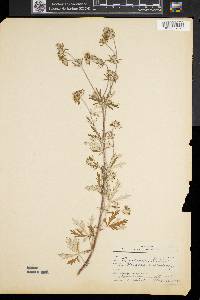 Potentilla argentea image