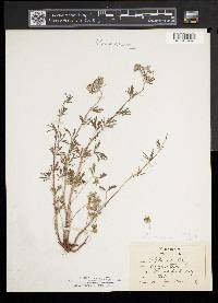 Potentilla argentea image