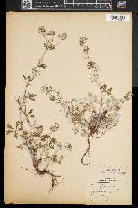 Potentilla argentea image