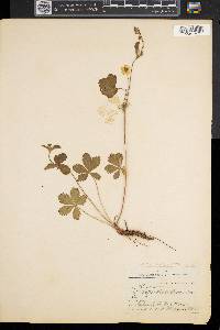 Potentilla canadensis image