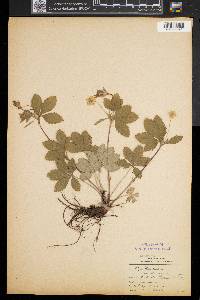 Potentilla canadensis image