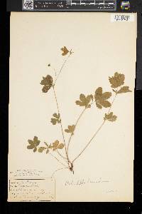 Potentilla canadensis image