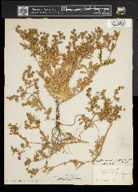 Potentilla supina subsp. paradoxa image