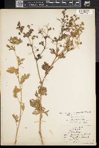 Potentilla supina image