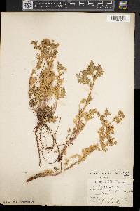 Potentilla supina subsp. paradoxa image