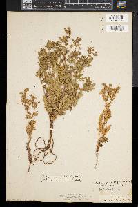 Potentilla supina image