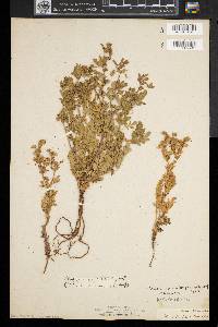 Potentilla supina subsp. paradoxa image