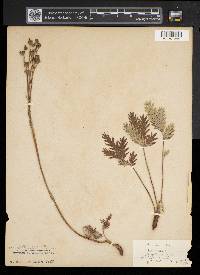 Potentilla pensylvanica image