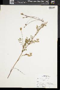 Poterium sanguisorba image