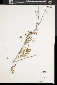 Poterium sanguisorba image