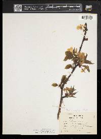 Prunus avium image