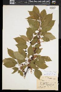 Prunus avium image