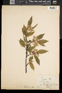 Prunus cerasus image