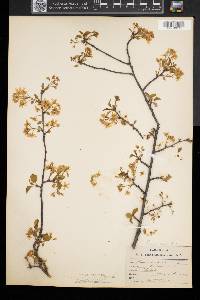 Prunus mahaleb image
