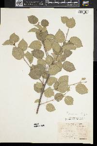Prunus mahaleb image