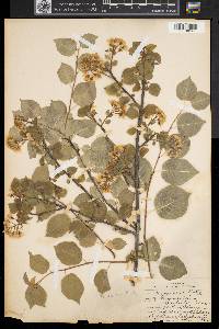 Prunus mahaleb image