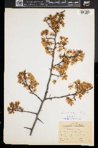 Prunus nigra image