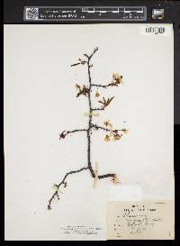 Prunus nigra image