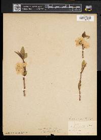Prunus persica image