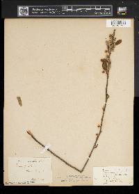 Prunus pumila image