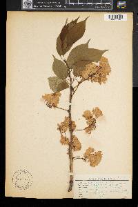 Prunus serrulata image