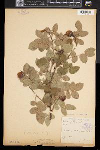 Rosa gallica image